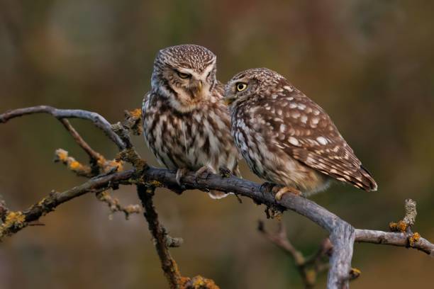 istock Close up of two owls perched on a branch. 1492809387