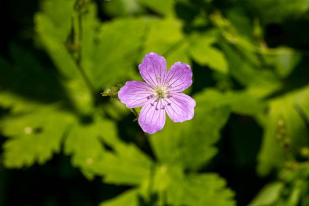 istock Beautiful wild geranium with purple petals isolated on a blurry green background. 1492809488