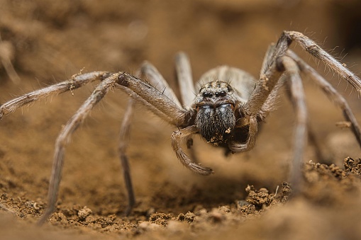 A macro shot of a Cerbalus spider on the sand