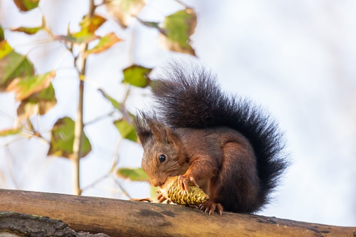 A squirrel in its natural habitat