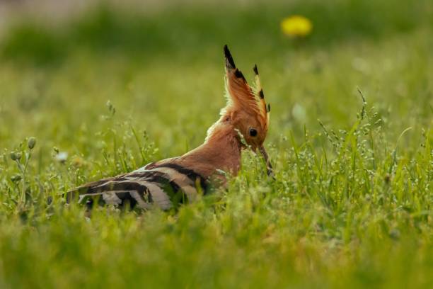 istock Hoopoe in a green grassy field 1492809656