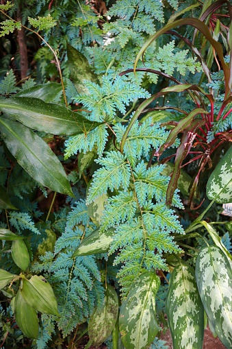 A vibrant Peacock fern in a garden on a sunny day