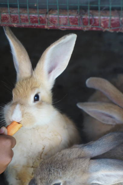 istock rabbits being fed carrots on a rabbit farm 1492809875