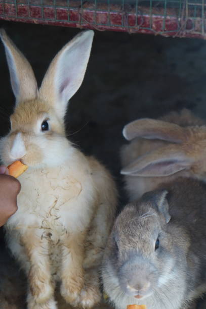 istock rabbits being fed carrots on a rabbit farm 1492809876