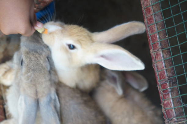 istock rabbits being fed carrots on a rabbit farm 1492810006