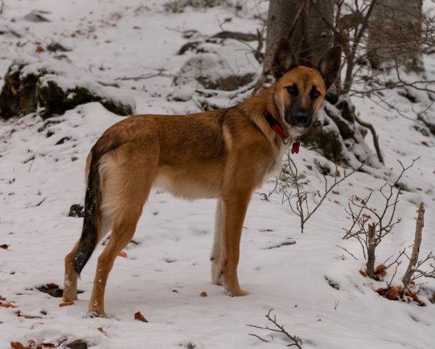 istock Brown dog in a snowy forest 1492810165