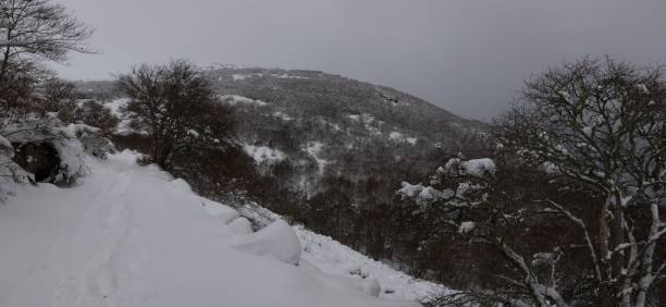istock Beautiful view of the snowy forest on a cloudy day 1492810175