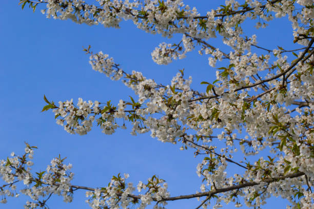 mise au point sélective de belles branches de fleurs de cerisier sur l’arbre sous le ciel bleu, belles fleurs sakura pendant la saison printanière dans le parc, texture de motif floral, fond naturel - cherry tree morning sunlight sunny photos et images de collection