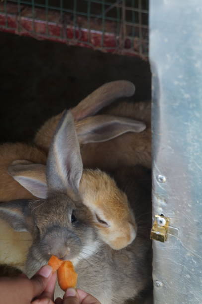 istock rabbits being fed carrots on a rabbit farm 1492810454