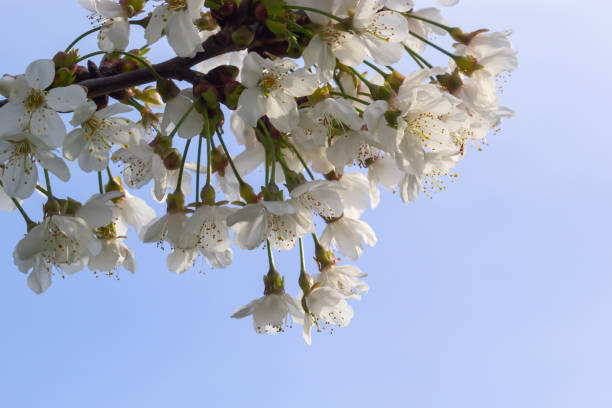 mise au point sélective de belles branches de fleurs de cerisier sur l’arbre sous le ciel bleu, belles fleurs sakura pendant la saison printanière dans le parc, texture de motif floral, fond naturel - cherry tree morning sunlight sunny photos et images de collection