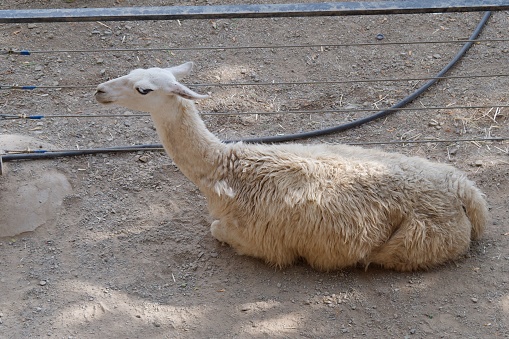 A Lama (Lama glama) in the sand near two pipes and electrical wires