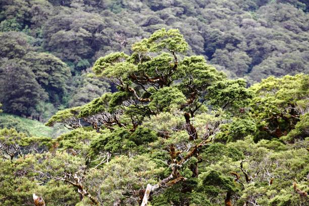 fjordland at the south island in new zealand. - new zealand forest landscape mountain imagens e fotografias de stock