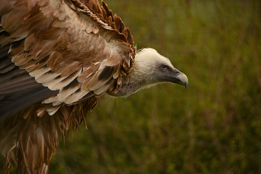 Griffon vulture (gyps fulvus) makes an attempt to fly away.