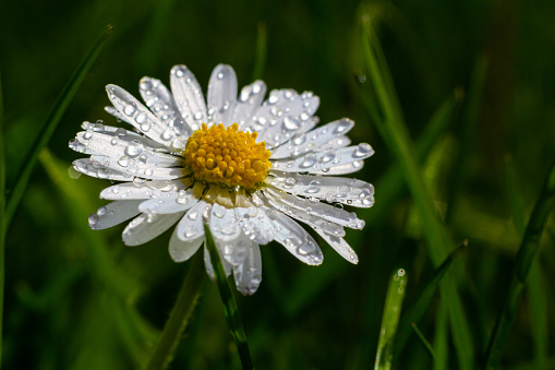 Macro image of dewy Daisy flower or Bellis perennis from Asteraceae family, close up of blooming spring meadow flowers.