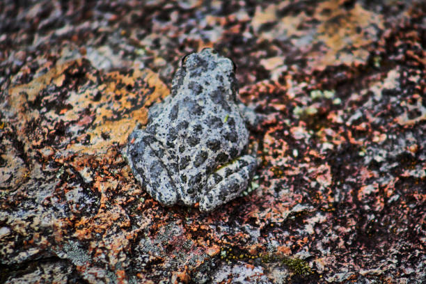 istock Gray tree frog hyla versicolor on mexiquillo durango 1492811054