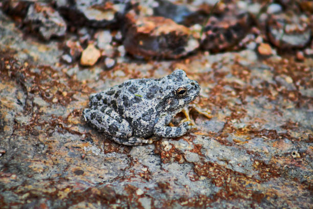 istock Gray tree frog hyla versicolor on mexiquillo durango 1492811061