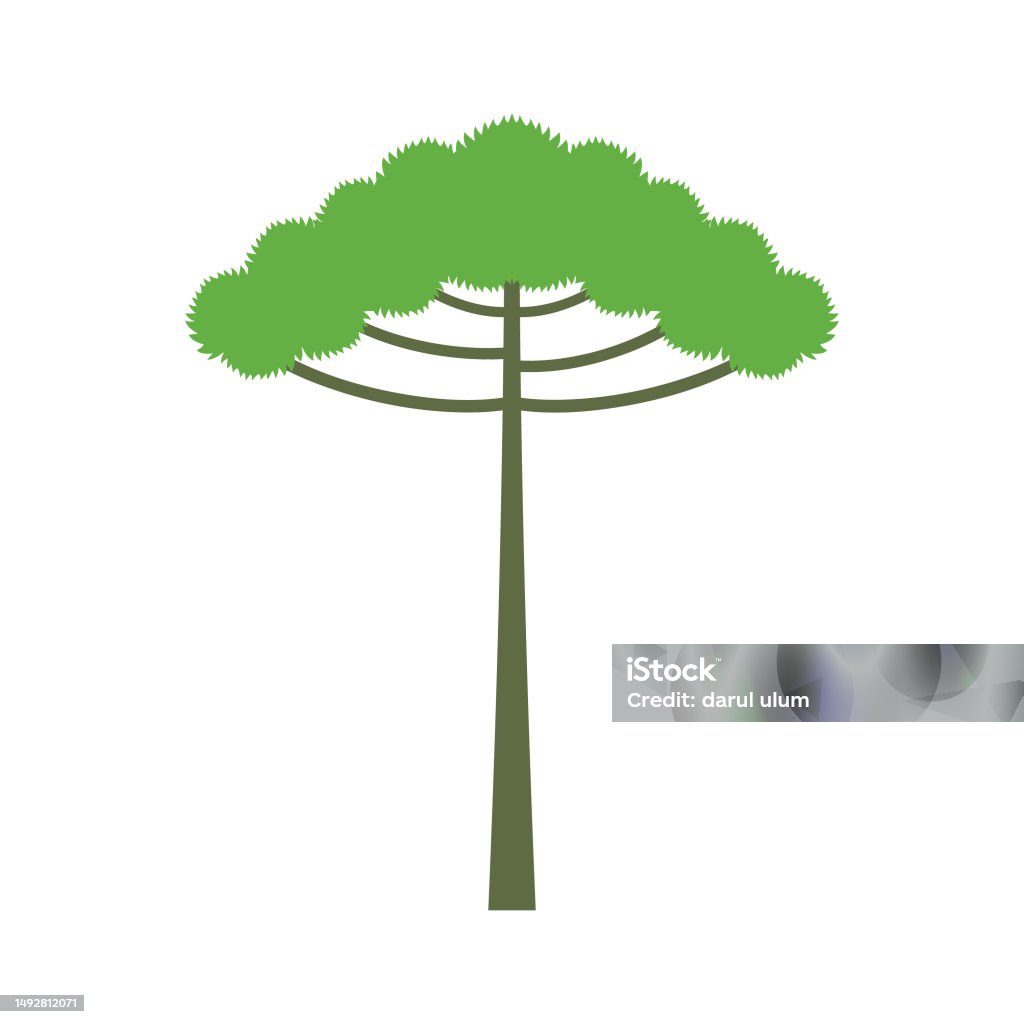 Ara Tree Vector Araucaria Tree Isolated On White Background Araucaria Design Vector ...