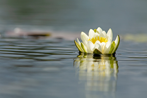 European white water lily (Nymphaea alba) and its reflection on the water in Estonian nature