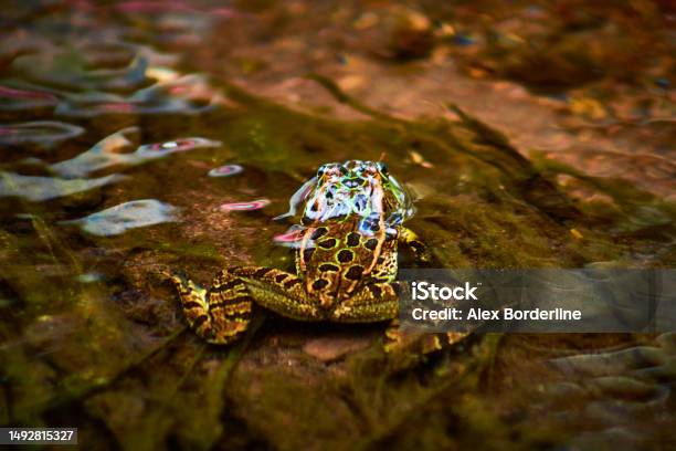 Green Spotted Tree Frog In A Puddle Of Water About To Break Surface Tension In Mexiquillo Durango Forest Stock Photo - Download Image Now
