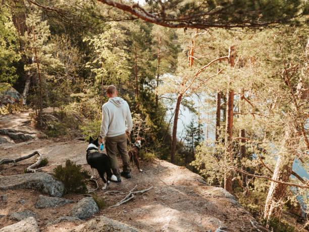istock Casual man outdoors walking his two dogs on leash in nature reserve 1492818103