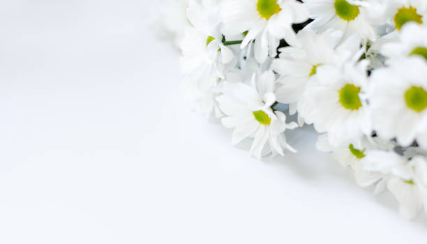 istock Bouquet of white chrysanthemums on a white background with space for a copy. 1492818941