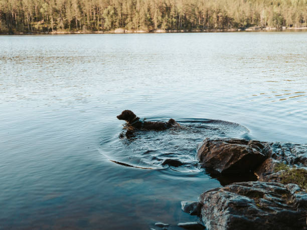 Dog sits on a dock by the lake looking out at the water