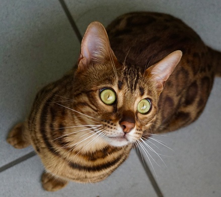 Beautiful Bengal cat. Leopard domestic cat close-up. Bengal cat close-up. Cute cat. Bengal cat with green eyes.