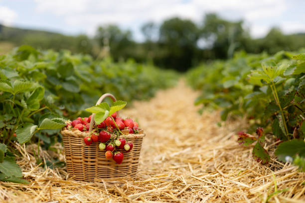 istock Wicker basket with red ripe strawberries in a straw-covered passage between rows in a field 1492821498