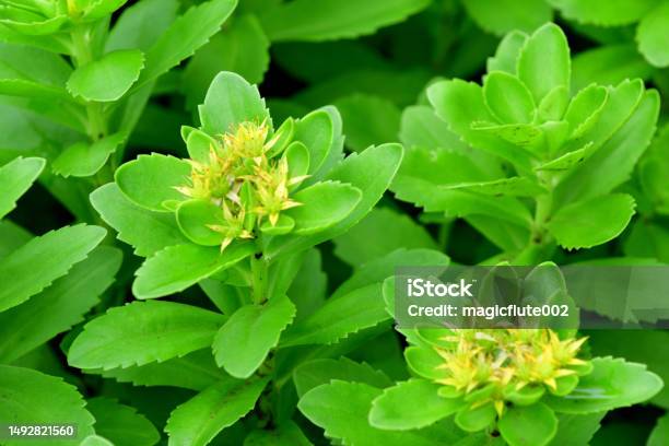Phedimus Aizoon Aizoon Stonecrop Orpin Aizoon Fei Coi Stock Photo - Download Image Now
