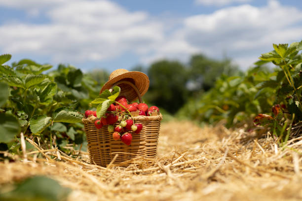 istock Wicker basket with red ripe strawberries in a straw-covered passage between rows in a field 1492821617