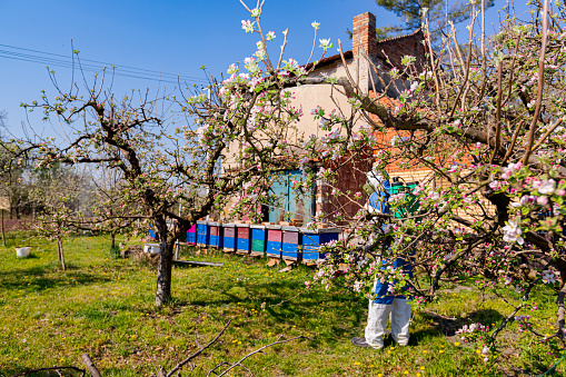 Young blossom buds with pink and white petals on the branch of apple tree in orchard at early spring, in the background farmer in protective clothes sprays fruit trees near apiary.