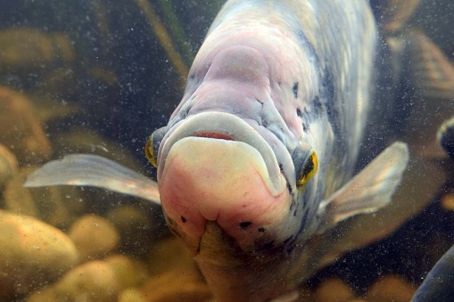 A close-up shot of a large fish in the water