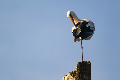 A white stork on a wooden post against a blue sky