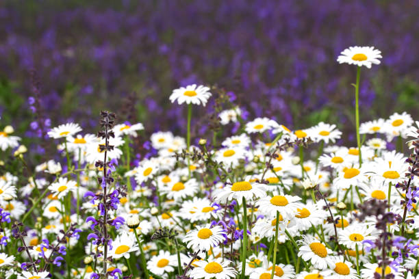 A field with cultivated sage, in between many daisies.