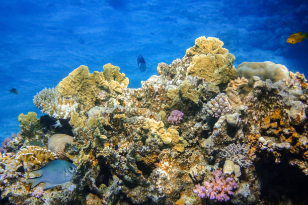 istock different fragile colorful corals with deep blue water and fishes 1492826134