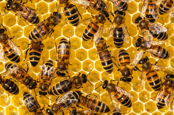 istock Nectar and honey from linden and acacia flowers. 1492826199