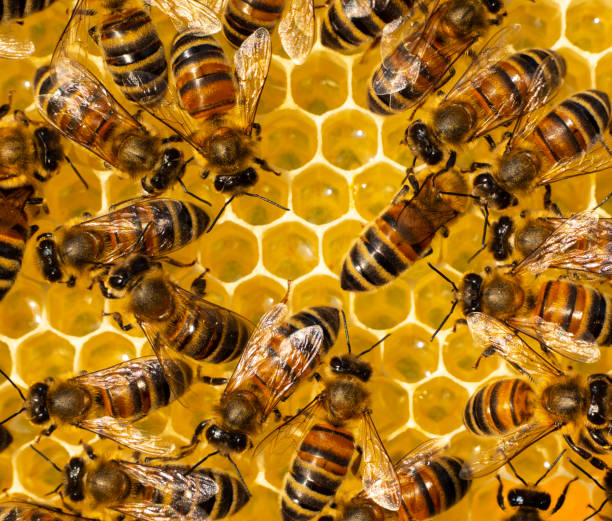istock Nectar and honey from linden and acacia flowers. 1492826202