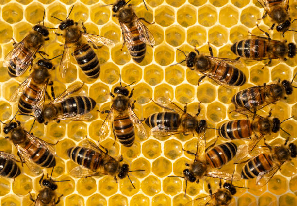 istock Nectar and honey from linden and acacia flowers. 1492826230