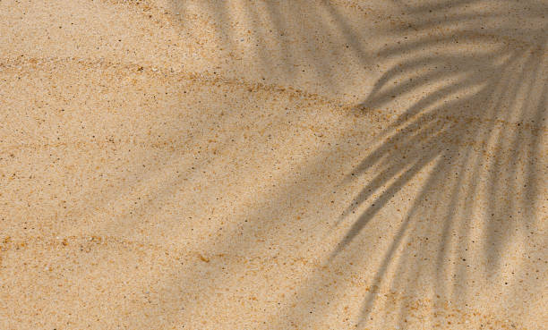 tekstura piasku tło z liśćmi palmy kokosowej cień, natura plaża piaszczysta z tropikalną warstwą liści, widok z góry pustynny piasek zrobione, poziome letnie wakacje, koncepcja tła wakacyjnego - sand ripple water summer zdjęcia i obrazy z banku zdjęć