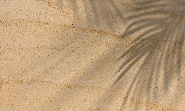 fundo de textura de areia com folhas de coqueiro sombra, praia da natureza areia com sobreposição de folhas tropicais, vista superior areia do deserto feito, férias horizontais de verão, conceito de fundo de férias - beach palm tree tropical climate sea - fotografias e filmes do acervo