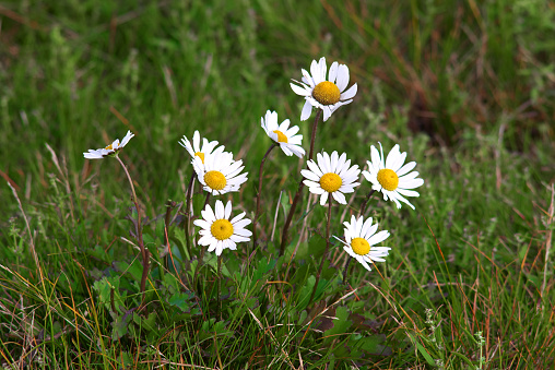 Wild chamomile flowers in green grass field close