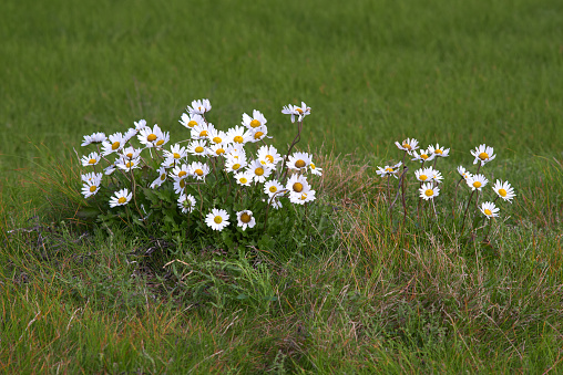 Wild chamomile flowers in green grass field close