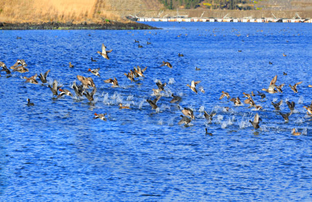 This is a picture of migratory birds spending the winter in the migratory bird habitat.