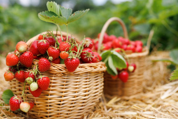 istock Two baskets full of red ripe strawberries close-up in a thatched passage between bushes 1492827541