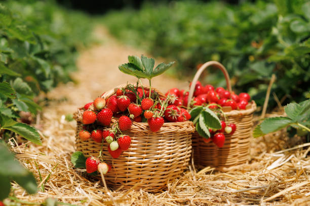 istock Two baskets full of red ripe strawberries close-up in a thatched passage between bushes 1492827548