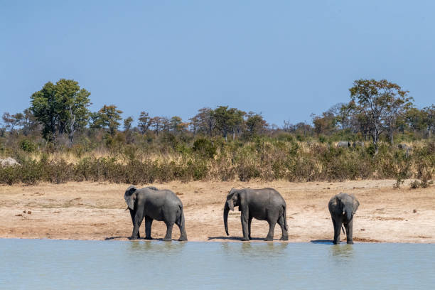 istock Three african Elephants standing near a water pool in Botswana 1492828119