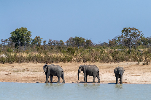 Telephoto shot three African Elephants -Loxodonta Africana- standing near a waterhole in Botswana