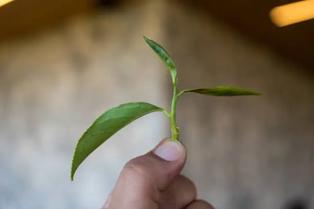 Photo of Hand holding a green tea leaf bud, close up.