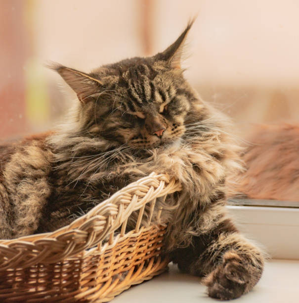 istock Maine Coon marble color sleeps in a basket 1492831679