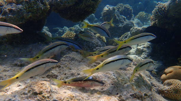 istock Red Sea goatfish (Parupeneus forsskali) undersea, Red Sea 1492832360